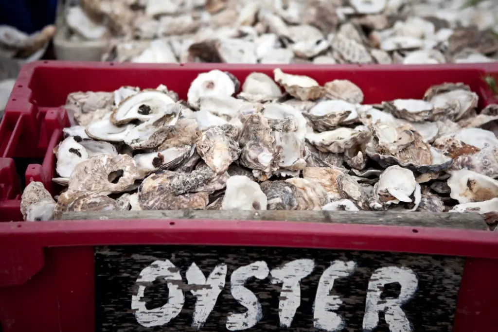 Oysters’ Ecological Role and Nutritional Journey